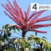 4 Big Hawaiian Umbrella Trees Schefflera Actinophylla