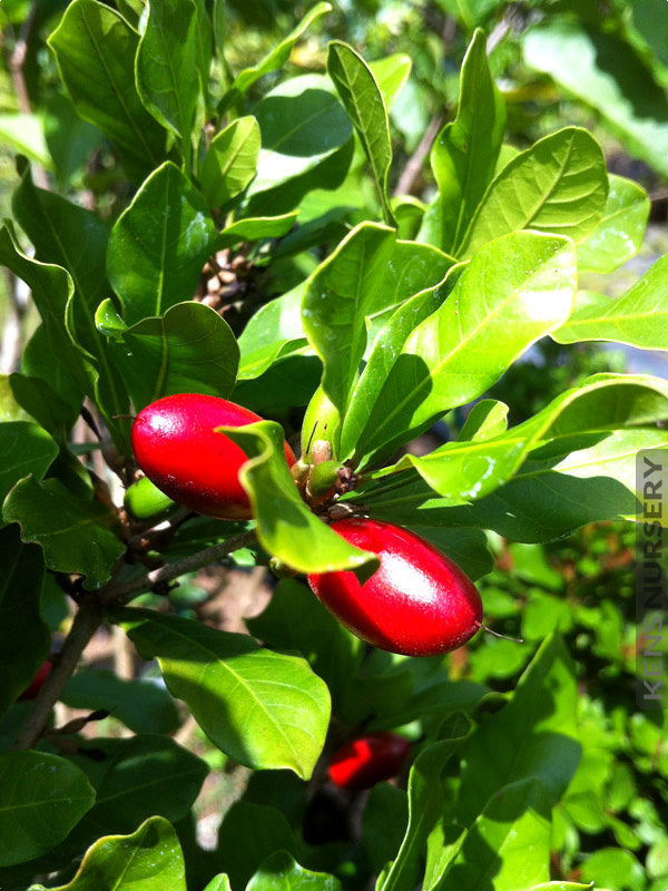 MIRACLE FRUIT @@ Synsepalum dulcificum rare tropical exotic berry edible 4 SEEDS 