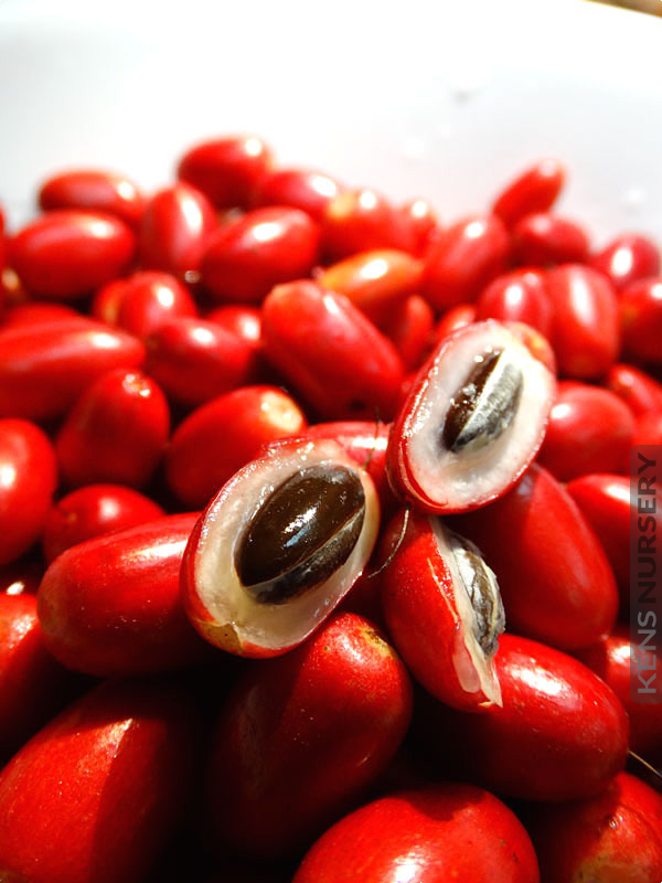*UNCLE CHAN* 40 seeds Miracle fruit; Miracle berry Synsepalum dulcificum 