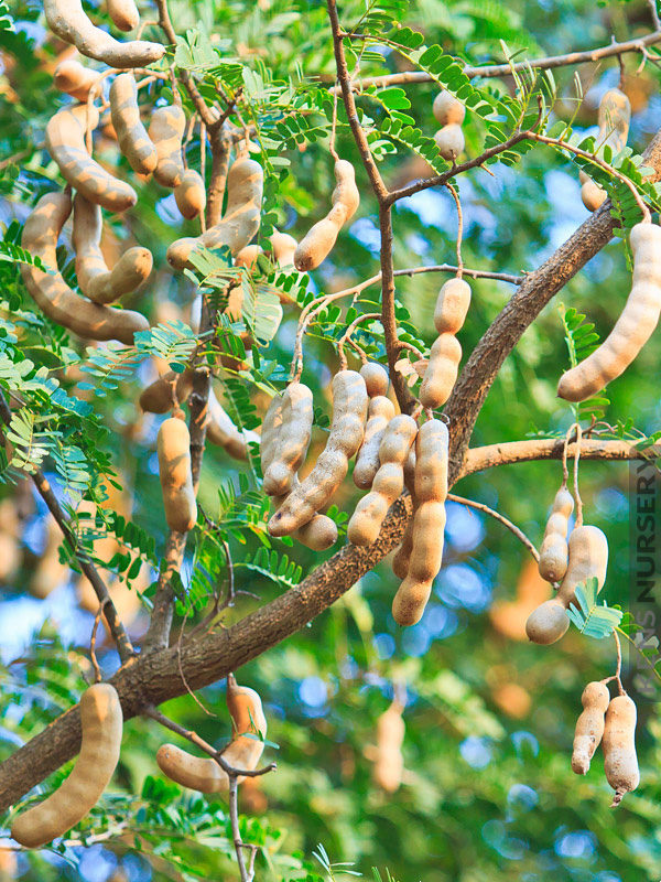 Sweet Tamarind Tree Tamarindus Indica Kens Nursery