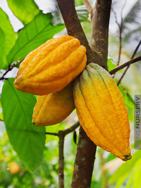 Cacoa Tree Plant Tall 15/" Theobroma Cacao Chocolate Tree Exotic Tropical Thai