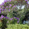 Blue Glory Tree Tibouchina Lepidota
