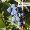 4 Southern Sweetcrisp Blueberry Highbush Plants