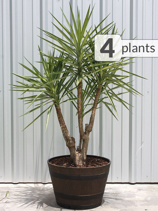 4 Plant Elephantipes Silver Xeriscape Pkg. – Kens-Nursery